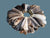 Turkey Wing Sets