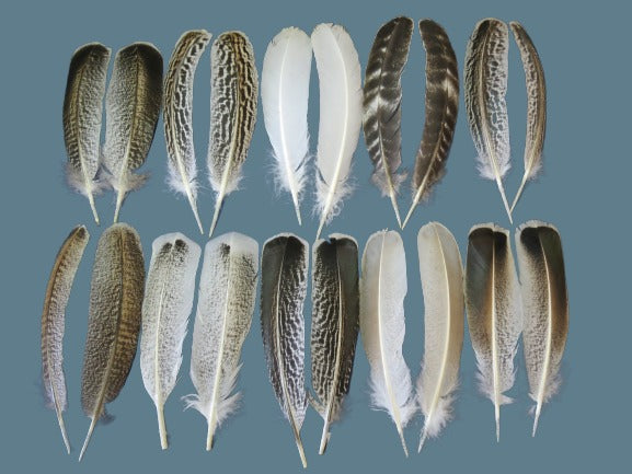 Turkey Wing Pairs