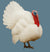 White Turkey Feathers