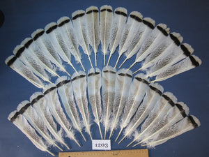 30 Pcs Turkey Tail Feathers, Fly Tying Materials,Rare Feathers. (1203)