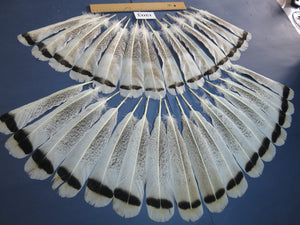 30 Pcs Turkey Tail Feathers, Fly Tying Materials,Rare Feathers. (1203)