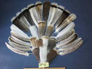 30 Pcs Assorted Turkey Feathers For Fly Tying and Craft SP-1