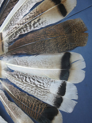 30 Pcs Assorted Turkey Feathers For Fly Tying and Craft SP-1