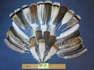 30 Pcs Assorted Turkey Feathers For Fly Tying and Craft SP-5