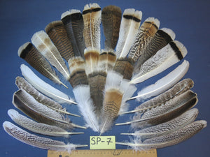 30 Pcs Assorted Turkey Feathers For Fly Tying and Craft SP-7