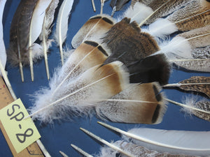 30 Pcs Assorted Turkey Feathers For Fly Tying and Craft SP-8