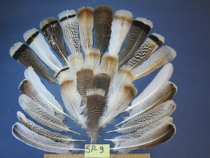 30 Pcs Assorted Turkey Feathers For Fly Tying and Craft SP-9