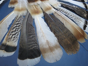 30 Pcs Assorted Turkey Feathers For Fly Tying and Craft SP-9