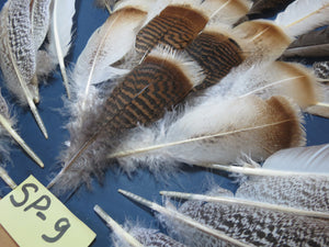 30 Pcs Assorted Turkey Feathers For Fly Tying and Craft SP-9