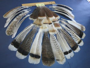 30 Pcs Assorted Turkey Feathers For Fly Tying and Craft SP-10